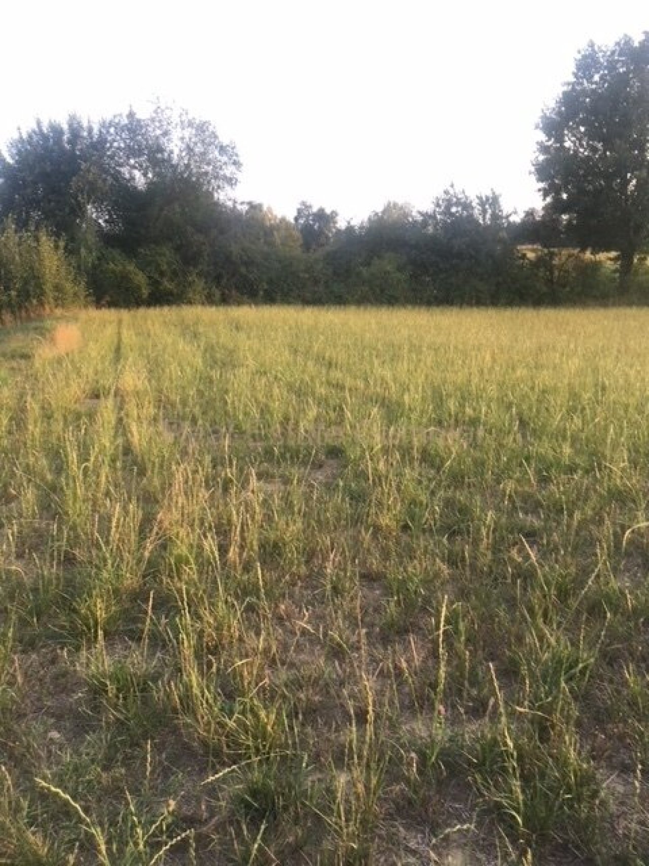 Musterbild -- Beispielbild !! nicht das Objekt